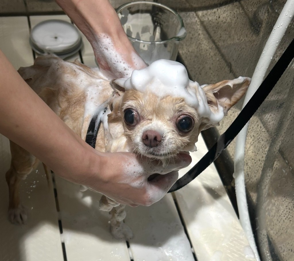 愛犬のトリミング悩み