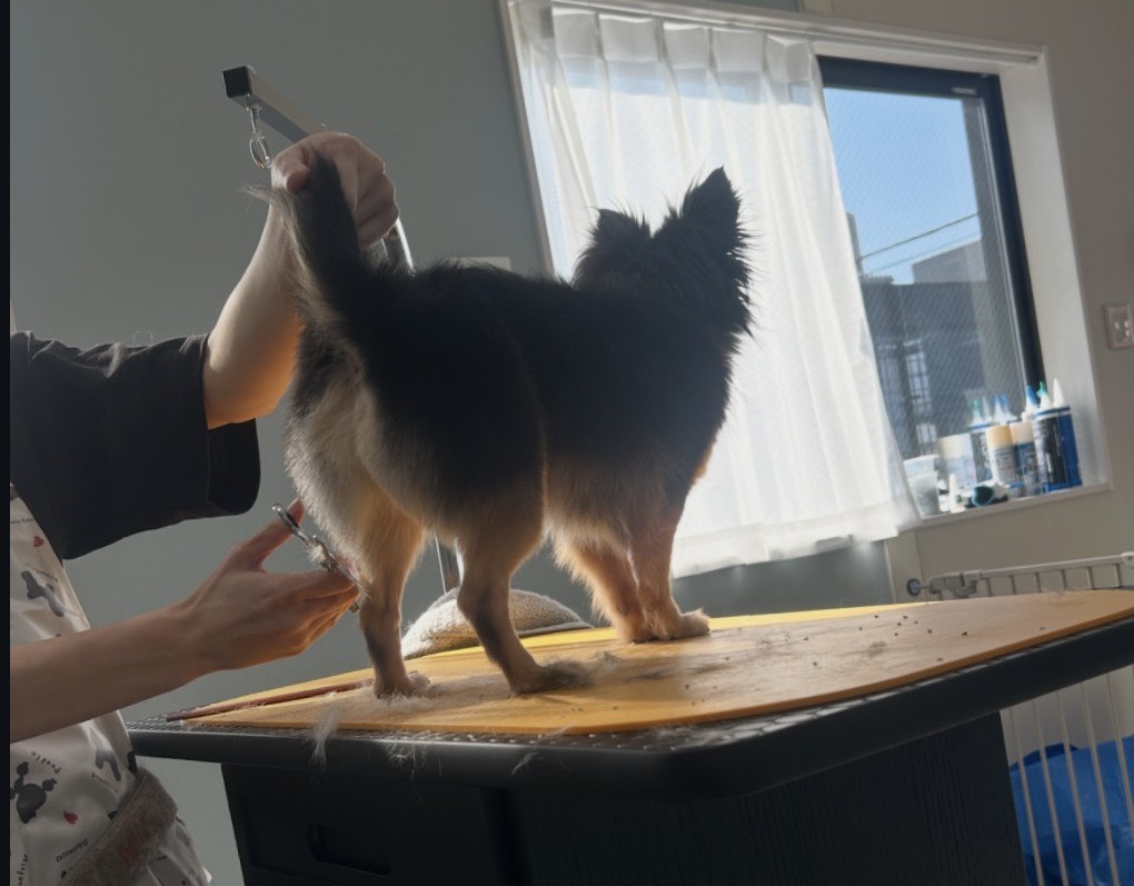 トリマーによるカット
