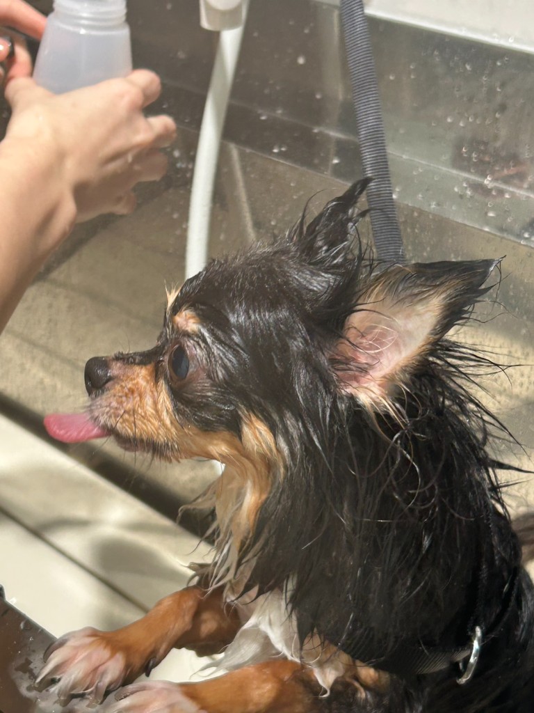 pet salon mofu 1