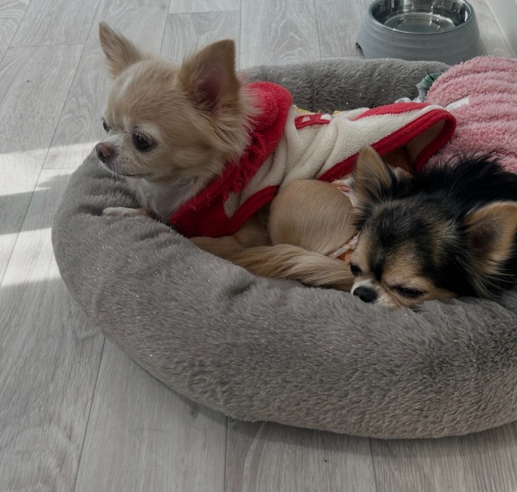 pet salon mofu 2